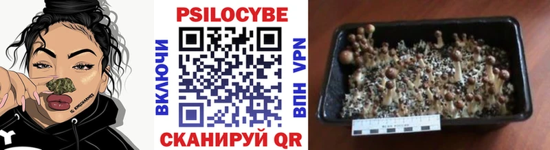 Псилоцибиновые грибы Cubensis  Тамбов 